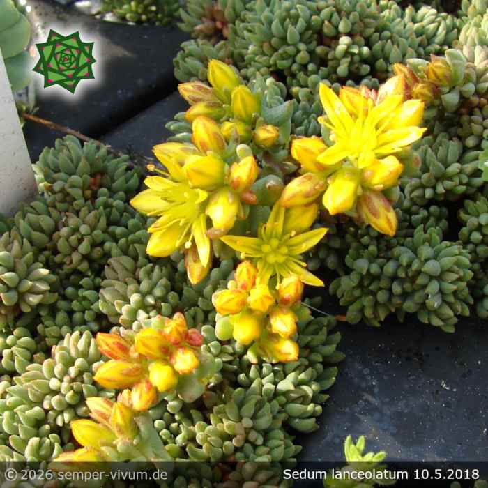 Sedum lanceolatum