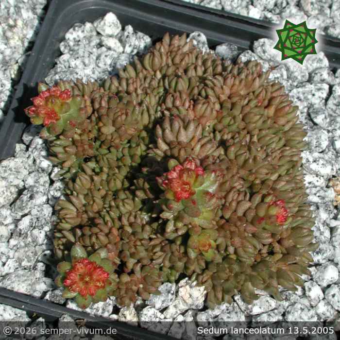 Sedum lanceolatum
