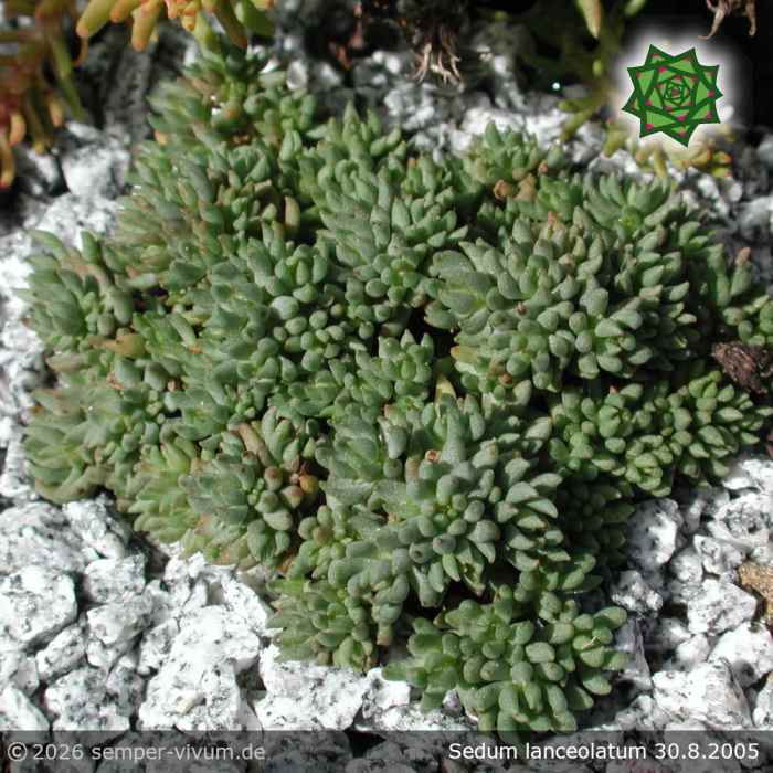 Sedum lanceolatum