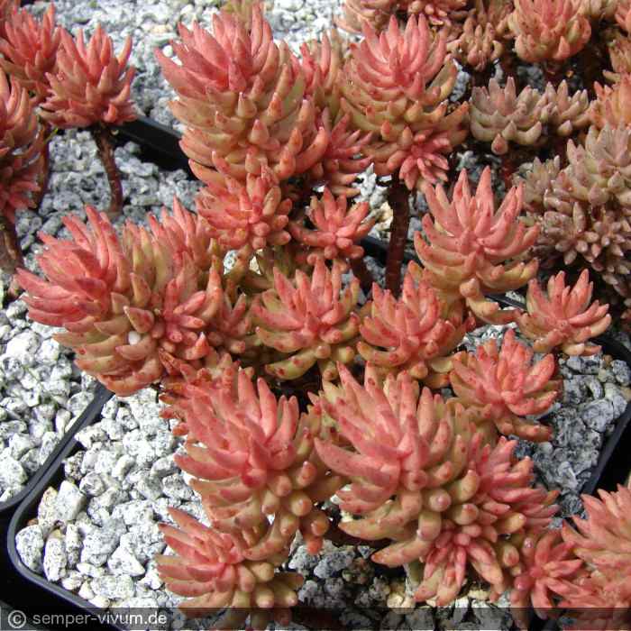 aufgenommen am 11.8.2010