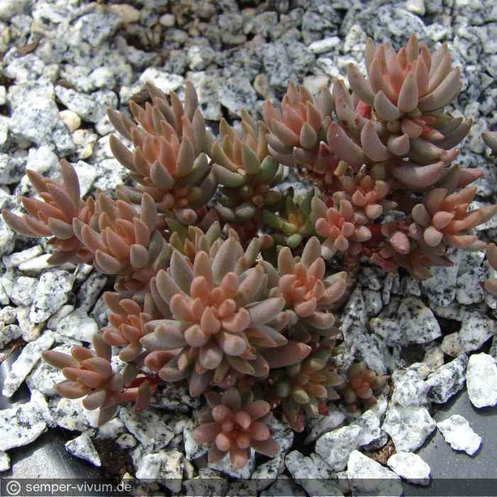 aufgenommen am 25.6.2015