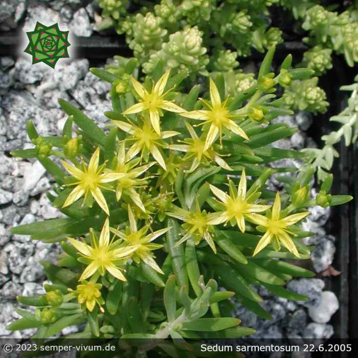 Sedum sarmentosum