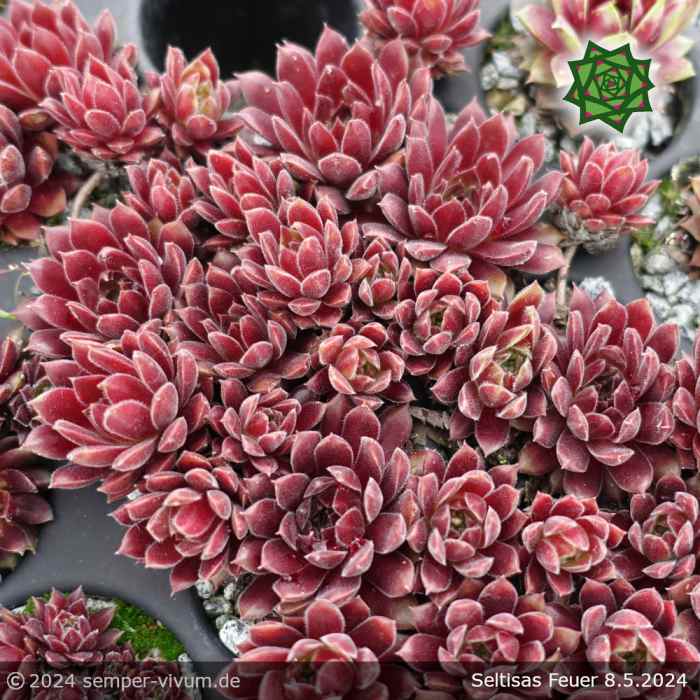 Sempervivum 'Seltrisa Feuer'