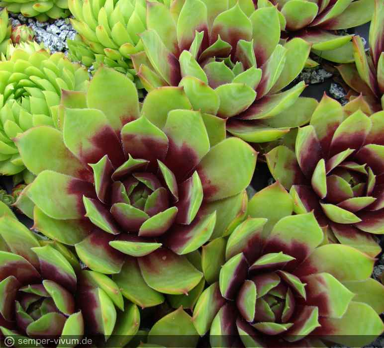 aufgenommen am 1.6.2016