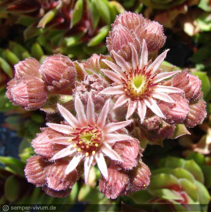 Blüte, aufgenommen am 18.6.2018