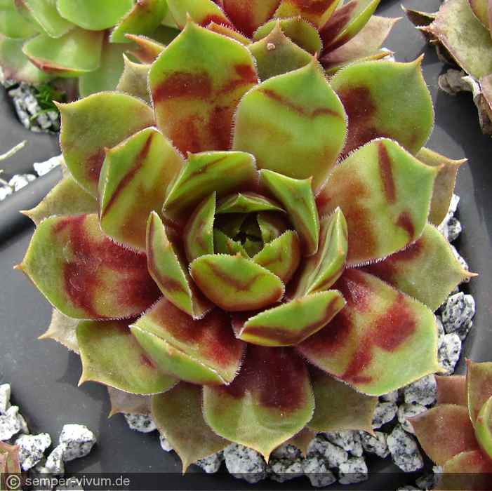 aufgenommen am 22.4.2016