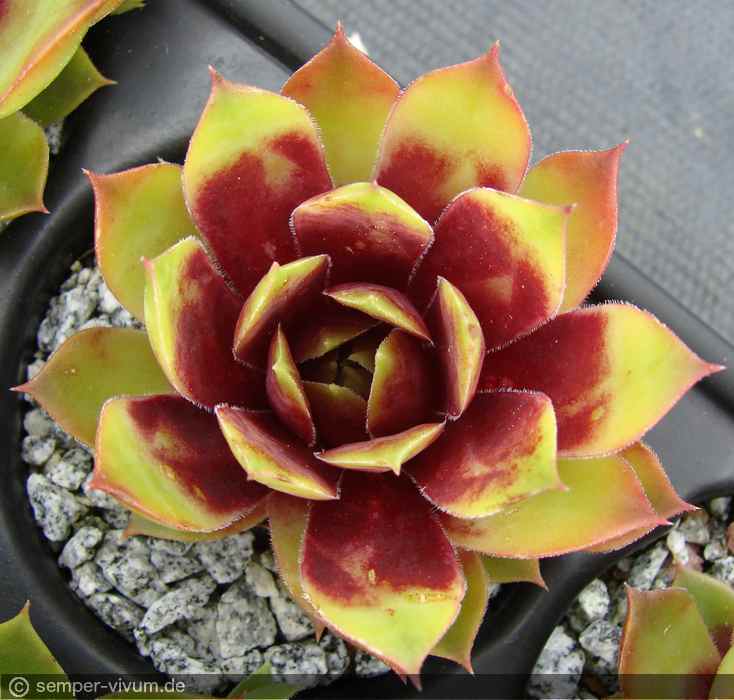 aufgenommen am 25.5.2017