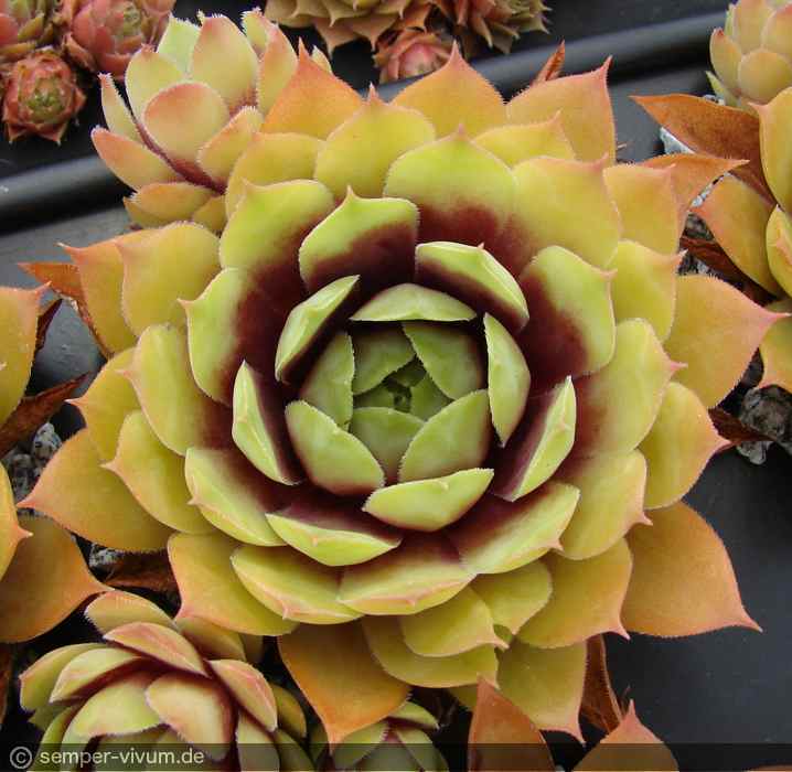 aufgenommen am 30.7.2017