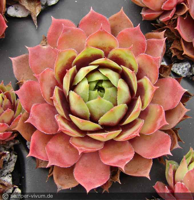 aufgenommen am 30.9.2017