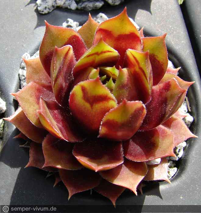 aufgenommen am 4.5.2016