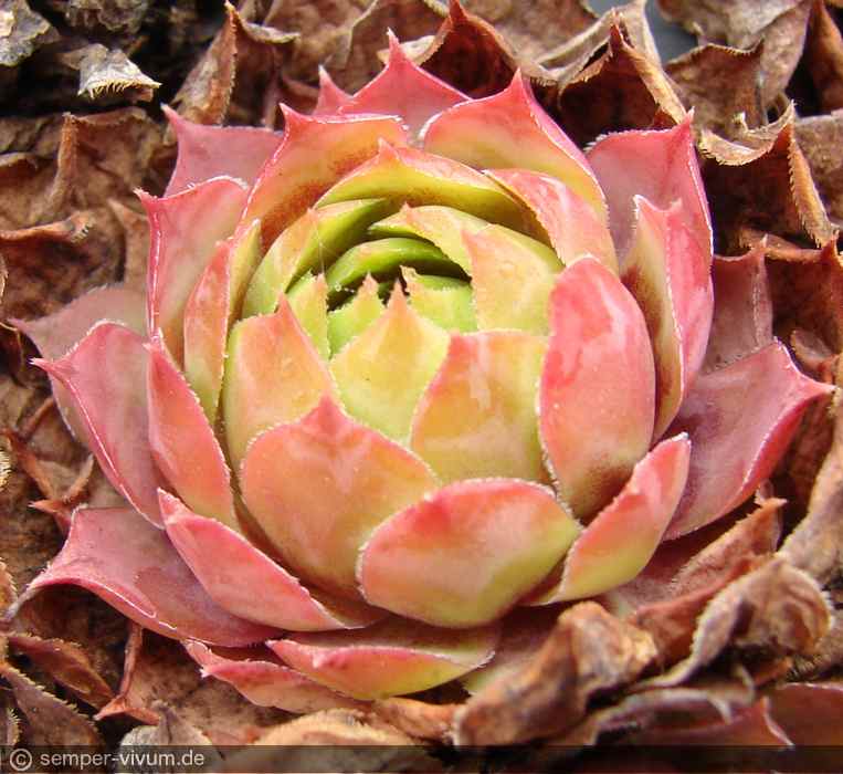 aufgenommen am 7.11.2018