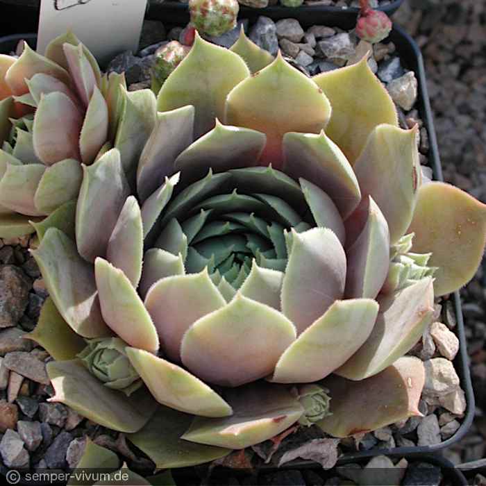Sempervivum 'Silver Song'