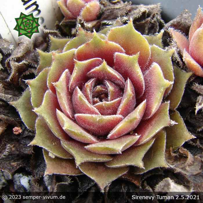 Sempervivum 'Sirenevy Tuman'