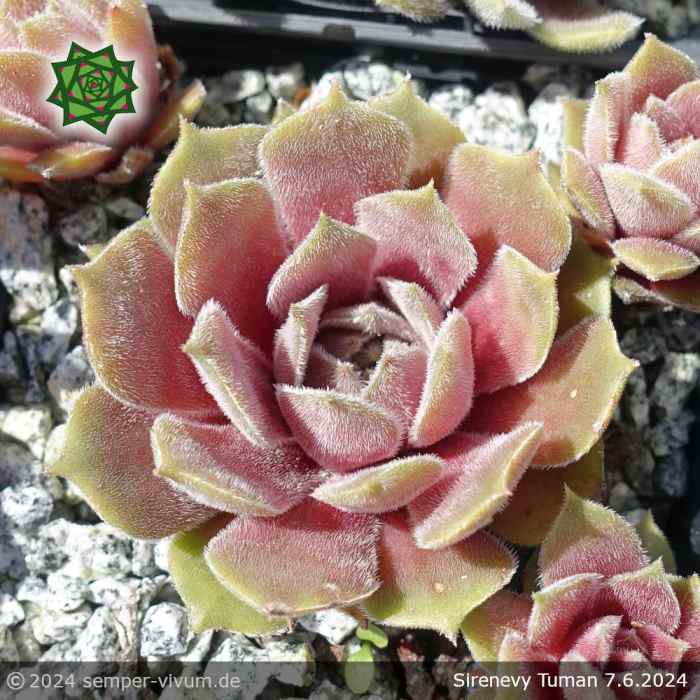 Sempervivum 'Sirenevy Tuman'
