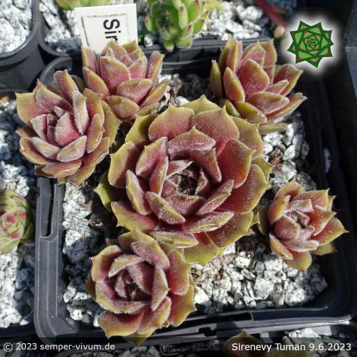 Sempervivum 'Sirenevy Tuman'