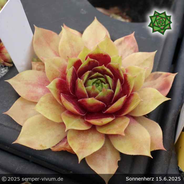 Sempervivum 'Sonnenherz'