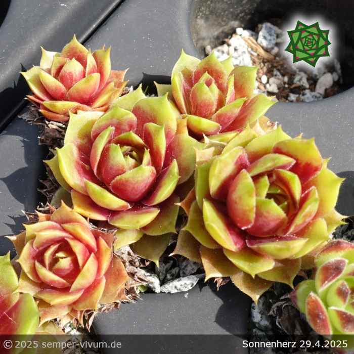 Sempervivum 'Sonnenherz'