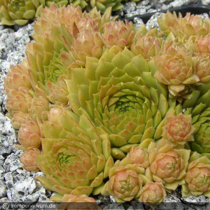 aufgenommen am 13.7.2011