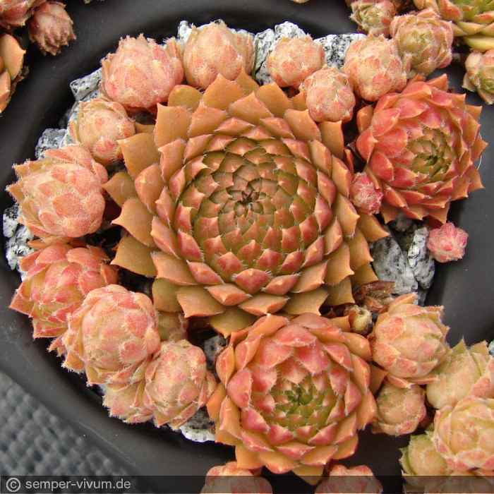 aufgenommen am 14.8.2013