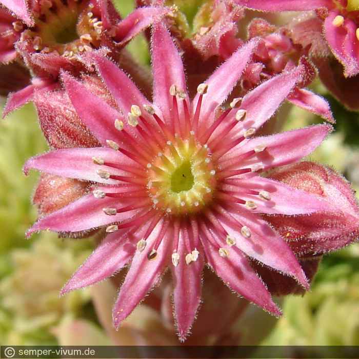 Blüte, aufgenommen am 4.6.2018