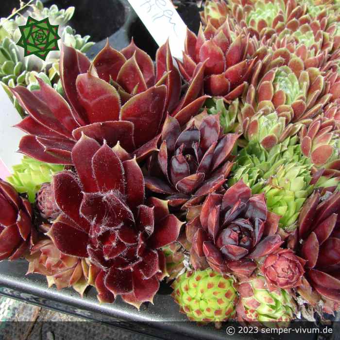 FARBENVIELFALT 10 Sempervivum Sortiment