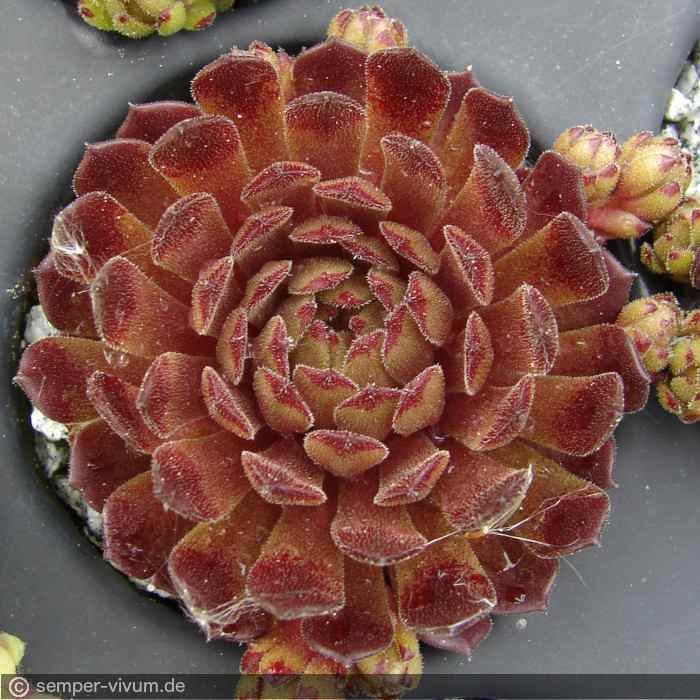 aufgenommen am 13.5.2017