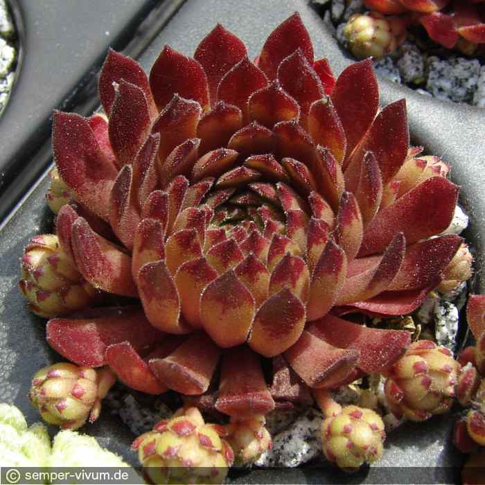 aufgenommen am 15.6.2013