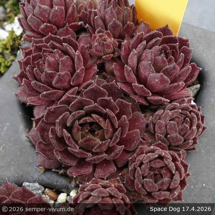 Sempervivum 'Space Dog'