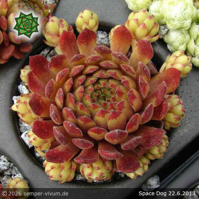 Sempervivum 'Space Dog'