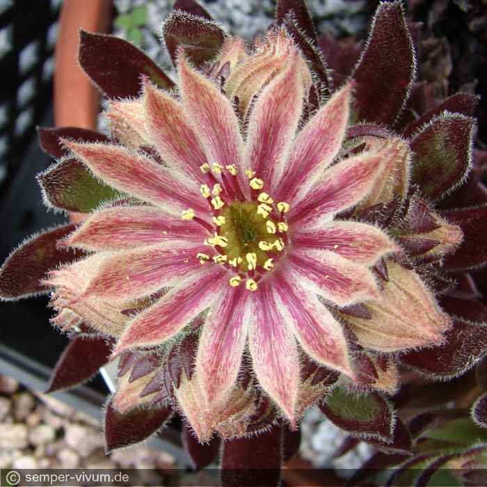 aufgenommen am 27.5.2010