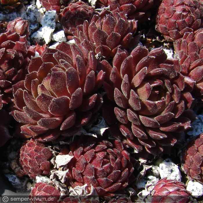 aufgenommen am 8.4.2011