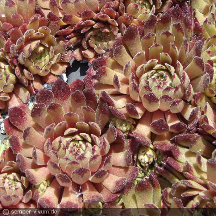 aufgenommen am 8.6.2013