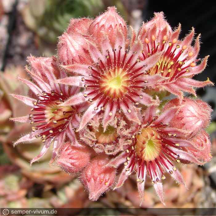 Sempervivum 'State Fair'