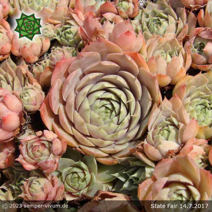 Sempervivum 'State Fair'