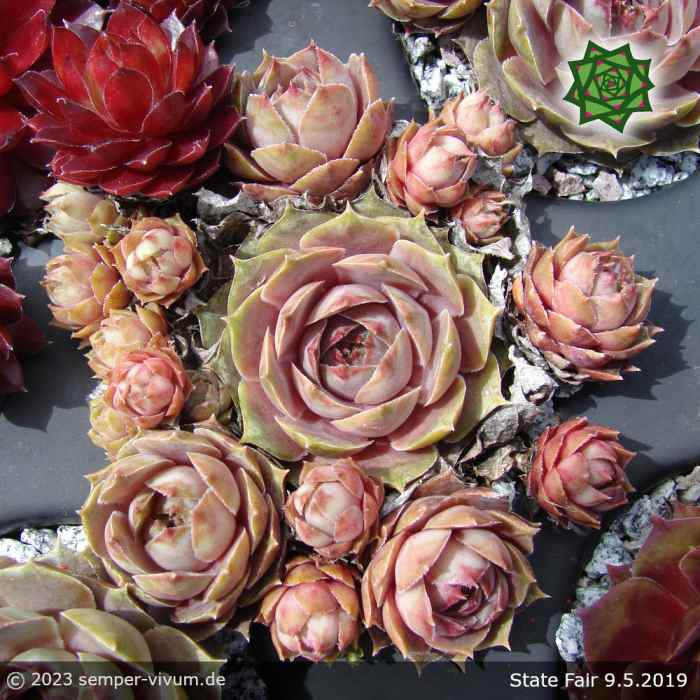 Sempervivum 'State Fair'