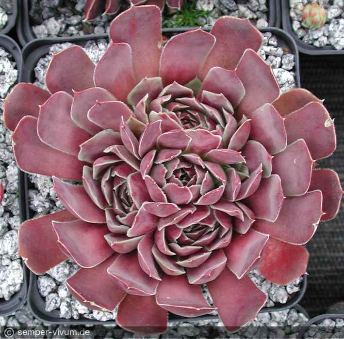 aufgenommen am 21.7.2005