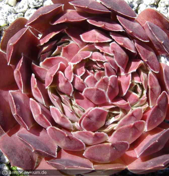 aufgenommen am 24.6.2007