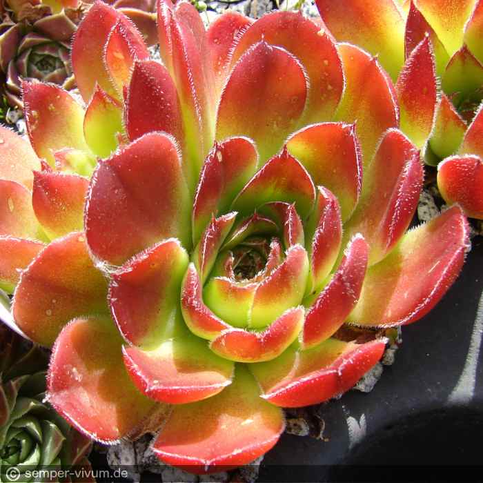 aufgenommen am 6.6.2014