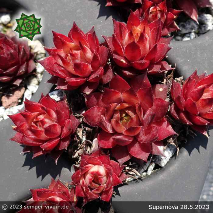 Sempervivum 'Supernova'