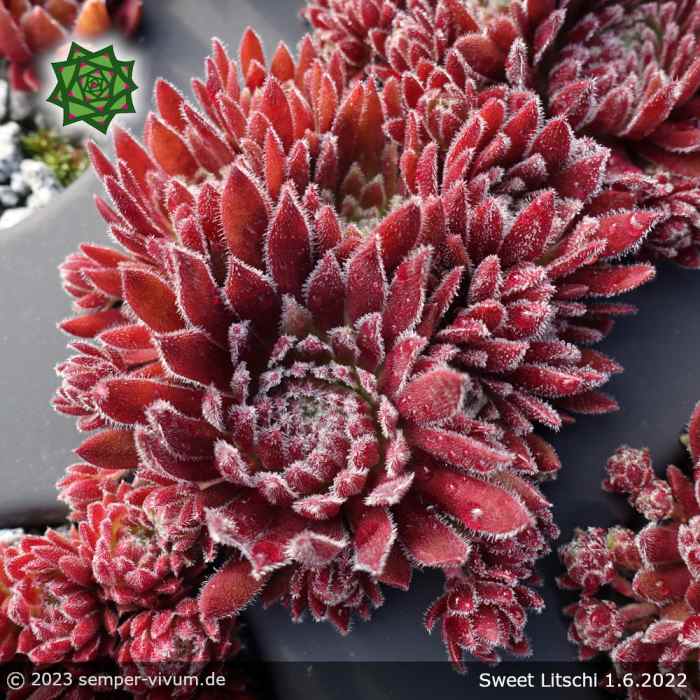 Sempervivum 'Sweet Litschi'