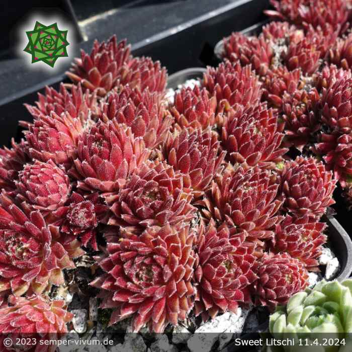 Sempervivum 'Sweet Litschi'