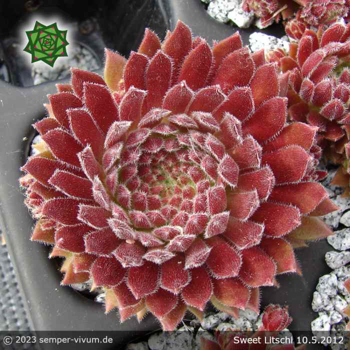 Sempervivum 'Sweet Litschi'