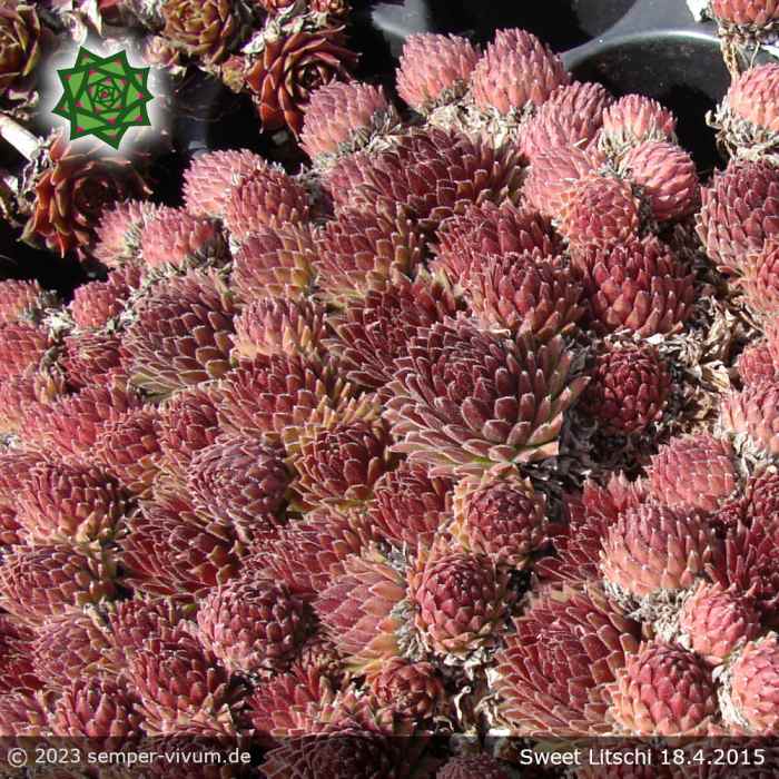 Sempervivum 'Sweet Litschi'