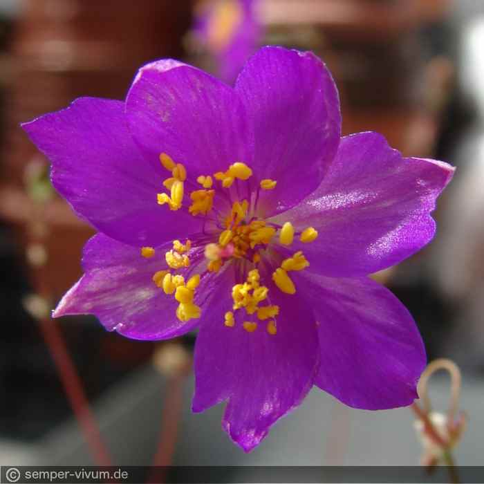 Einzelblüte, aufgenommen am 28.7.2009