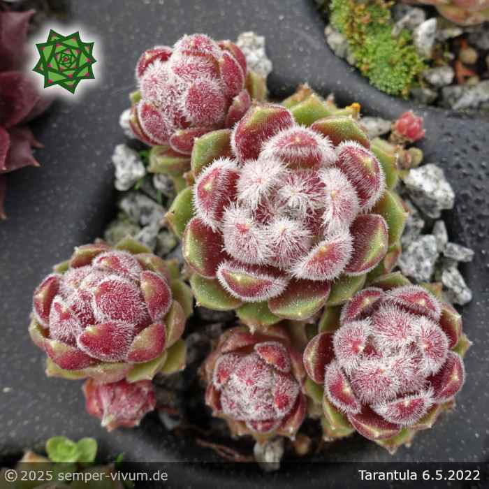 Sempervivum 'Tarantula'