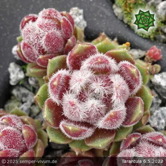 Sempervivum 'Tarantula'