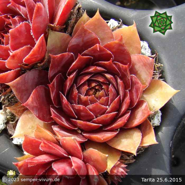 Sempervivum 'Tarita'