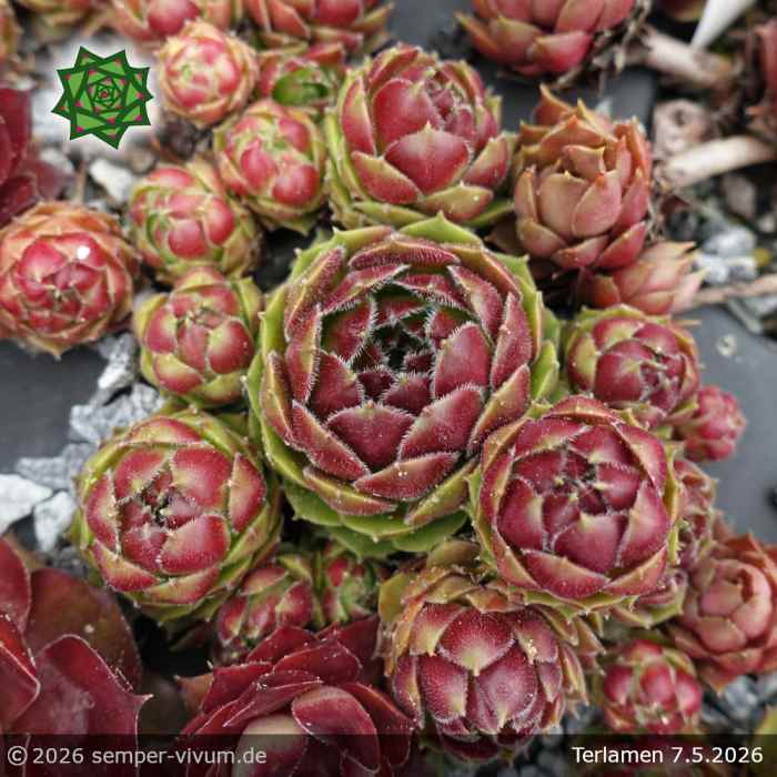 Sempervivum 'Terlamen'