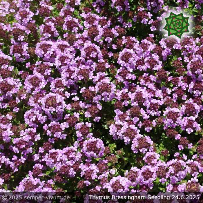 Thymus doerfleri 'Bressingham Seedling'