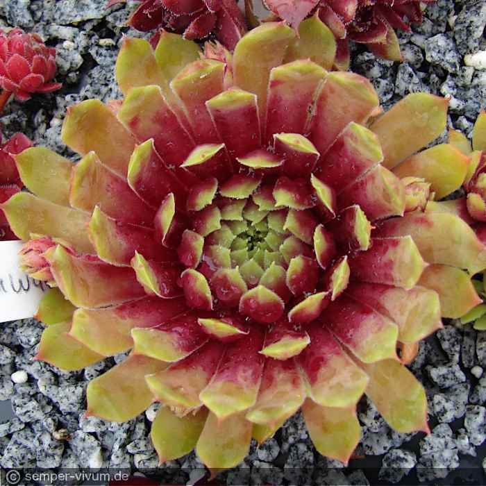 aufgenommen am 22.6.2015